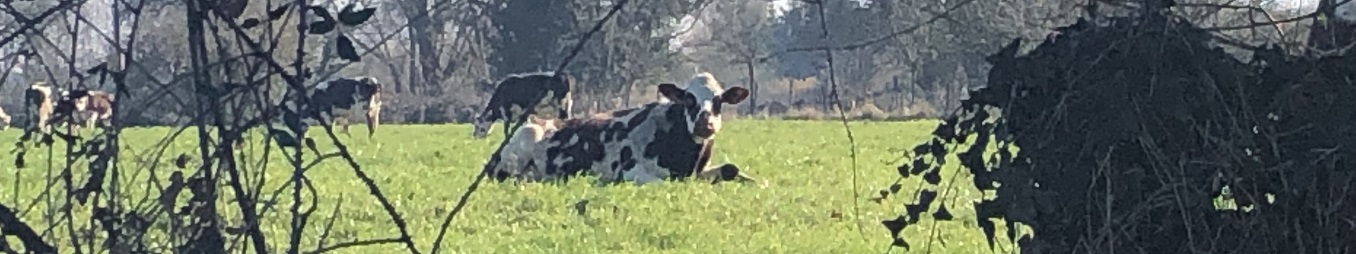 campagne normande Copie